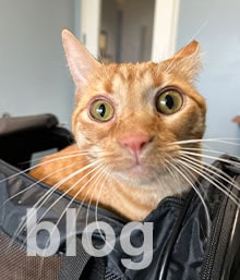 schlatt cat blog